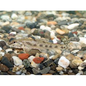 ツチフキ（土吹）５ｃｍ前後　２匹｜フォーカス ヤフー店