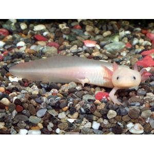 ウーパールーパー 爬虫類 両生類生体 の商品一覧 生き物 生体 ペット用品 生き物 通販 Yahoo ショッピング