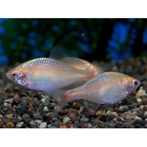 イエローバラタナゴ　SM　2匹