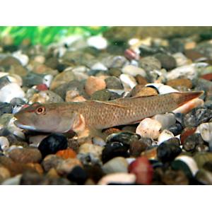 カワヨシノボリ（葦登）Ｍ　１０匹