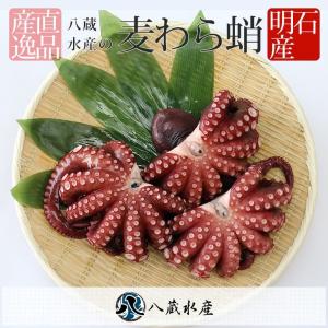 八蔵水産の麦わらだこ　ボイル済　 蛸 タコ たこ 真蛸 マダコ 新鮮 鮮魚 絶品 海鮮 美味しい 明石 明石沖 ギフト 贈り物｜八蔵水産 Yahoo!店