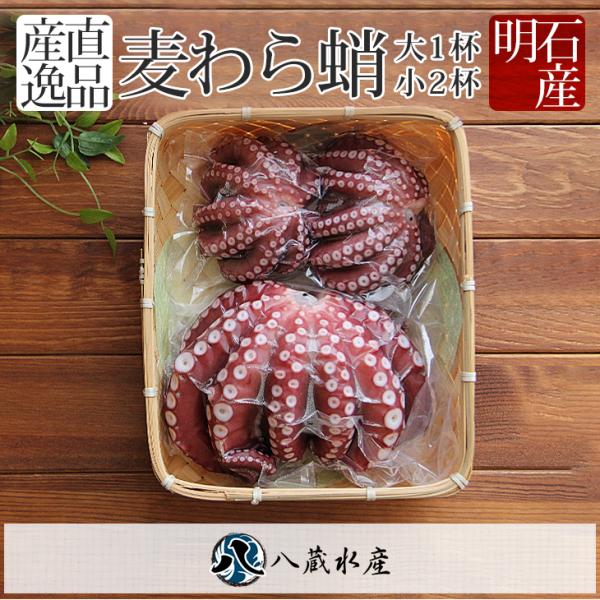 ボイル済 八蔵水産の麦わらだこ 大1杯 小2杯 蛸 タコ たこ 真蛸 マダコ 新鮮 鮮魚 絶品 海鮮...