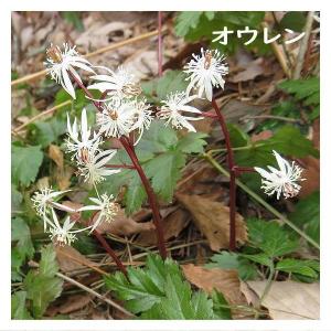 赤玉小粒はら薬 30丸×6包 3個セット定価3...の詳細画像4