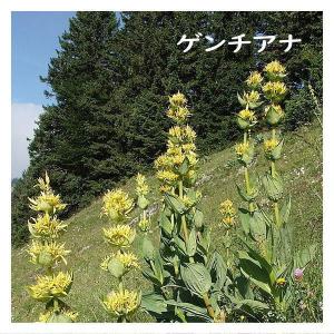 赤玉小粒はら薬 30丸×6包 3個セット定価3...の詳細画像5