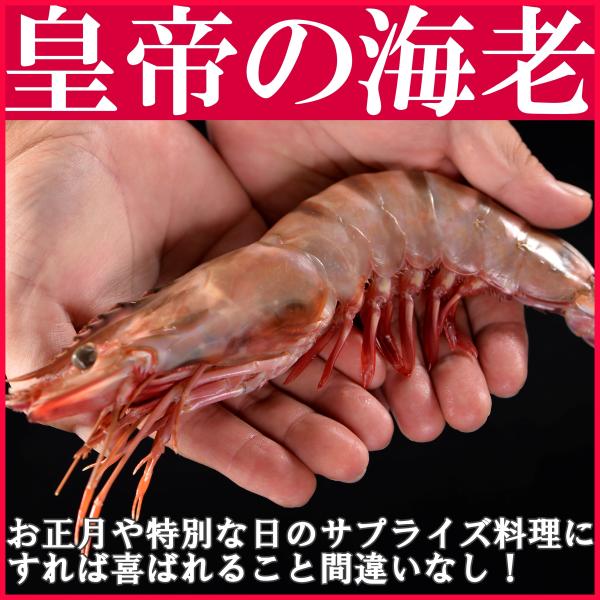 皇帝の海老 天然シータイガー 約27cm 1尾　特大サイズ　エビ えび 海老 特大 冷凍 個包装パッ...