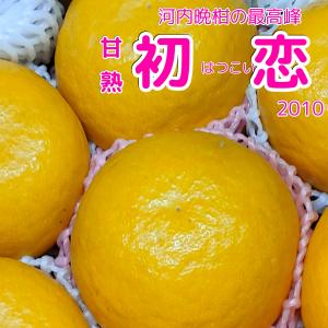 河内晩柑　初 恋(はつこい）　優糖生　７．５キロ　Мサイズ　ジューシー宇和ゴールド果物フルーツ贈り物