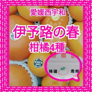 愛媛西宇和　　4種味比べセット　５キロ　訳あり　当店厳選おまかせ旬の柑橘　4種味比べセット　各1.25キロの合計　贈り物お土産に