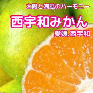 えひめみきゃん　訳あり家庭用　極早生みかん　１０キロ　温州ご家庭用、訳あり　一部地域別途送料。