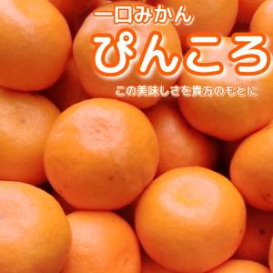 一口みかん　ぴんころみかん2.5キロ　家庭用　登録商標　愛媛八幡浜　　みかんおみやげ温州にしうわ