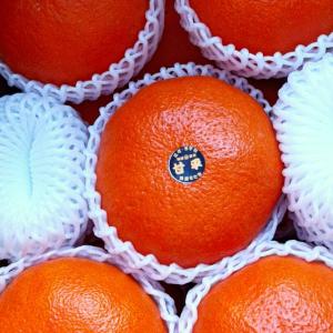 愛媛西宇和　　当店　オリジナル 　ハウス甘平　BIG　4キロ〜4.5キロ　みかん　柑橘家庭用贈答かんぺい愛媛限定