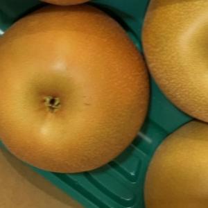 訳あり　えひめの梨　5キロ　チルド発送　幸水・豊水・秋月・新高梨　愛媛西宇和ジューシーなし　旬の梨をお届け致します