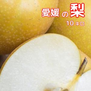 チルド便　えひめの梨　こだまちゃん　10キロ　訳あり家庭　旬の梨をお届けします。北海道.東北．沖縄.のお客様は別途送料