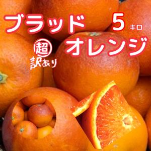 4月上旬発送】みかん 清見オレンジ 秀品 3Lサイズ 8kg箱（内容量5kg