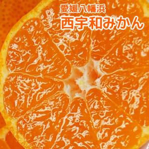 チビマル ★プロフ要確認★様限定！激甘！真穴みかん　3Kgx3 maana001.jpg?fitin=272:272