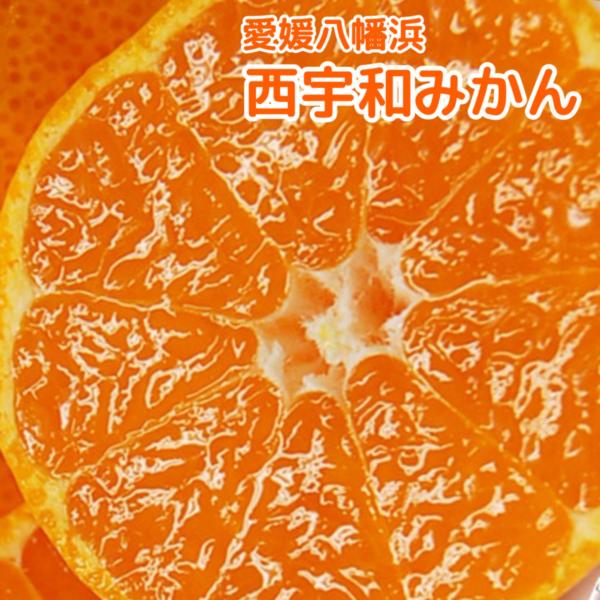 訳あり　西宇和みかん　１０キロ　サイズ不選　にしうわやわたはまわけありかていよう送料税込み温州みかん