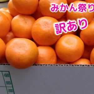 一口みかん　こつぶちゃん　２００１　訳あり家庭用　３キロ　愛媛西宇和温州川上日の丸真穴西宇和みかん　北海道．東北．沖縄地方のお客様別途送料