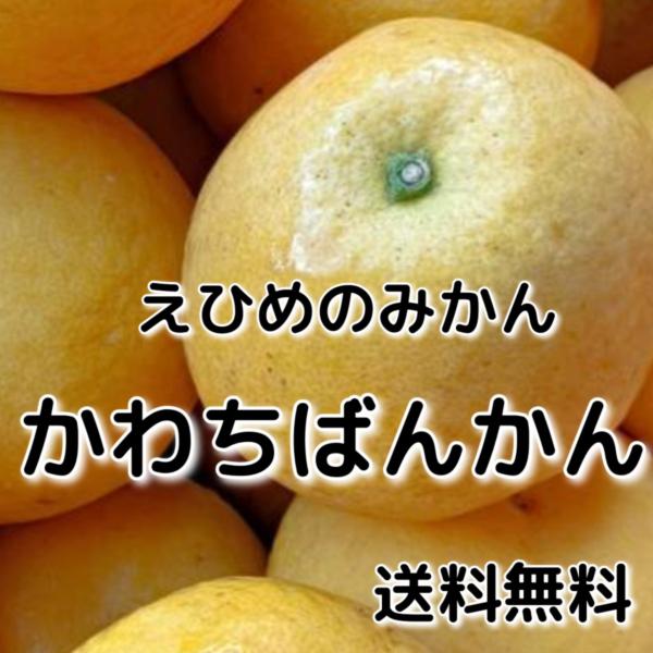 愛媛　 訳あり家庭用　河内晩柑　１０キロ（美生柑宇和ゴールド愛南ゴールド灘オレンジ同一品種） 和製グ...