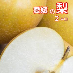 チルド便　愛媛の梨　旬の梨　2キロ　訳あり家庭用　旬の梨　幸水梨．豊水梨．秋月．新高梨その他　不選別不揃いフルーツくだもの　