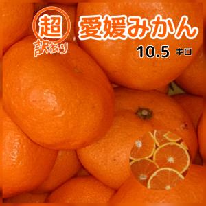 超訳あり　愛媛のみかん　10.5キロ　愛媛西宇和　不揃い　規格外品　送料無料八幡浜　一部地域別途送料｜八幡浜椿フルーツ