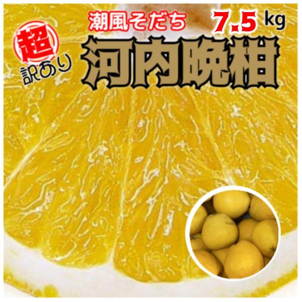 超訳あり　河内晩柑　7.5キロ　不揃い　送料無料　美生柑宇和ゴールド甘媛夏柑橘西宇和みかん農家直送　...