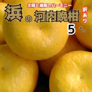 農薬不使用！「愛♡晩柑」10キロ！(問い合わせページ) 浜の河内晩柑 10キロ 訳あり家庭用 不揃い 当店オリジナル名 和製
