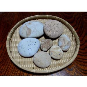 姫川薬石季節の山菜山菜苗の専門店 薬石苑 - Yahoo!ショッピング