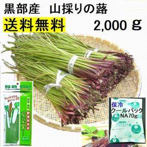 姫川薬石季節の山菜山菜苗の専門店 薬石苑 - Yahoo!ショッピング