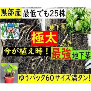 姫川薬石季節の山菜山菜苗の専門店 薬石苑 - Yahoo!ショッピング