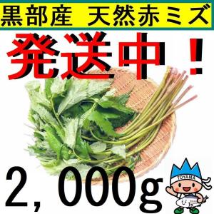 【名水の里・黒部】ご予約順に発送中です♪　正真正銘！天然赤みず・みず・ミズ 葉先切除　2.000ｇ