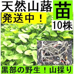フキ 苗の商品一覧 通販 Yahoo ショッピング