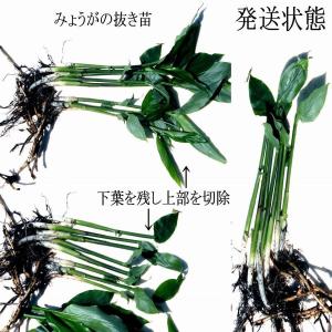 みょうが 苗の商品一覧 通販 Yahoo ショッピング