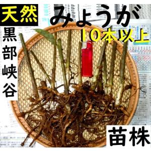 茗荷（みょうが）の苗（根株5本）栽培期間中農薬化学肥料不使用・栽培