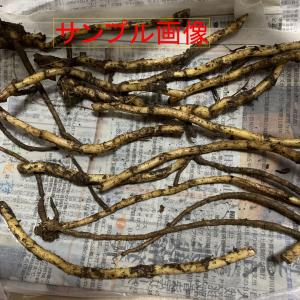 黒部産・天然山みょうが・ミョウガ・地下茎・苗株...の詳細画像2