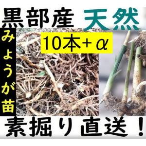 黒部産・天然山みょうが・ミョウガ・地下茎・苗株...の詳細画像1