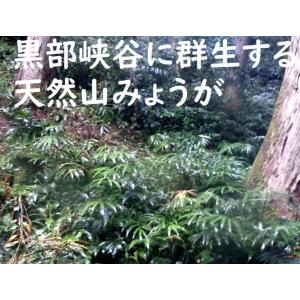 黒部産・天然山みょうが・ミョウガ・地下茎・苗株...の詳細画像3