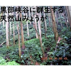 黒部産・天然山みょうが・ミョウガ・地下茎・苗株...の詳細画像4