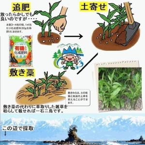 黒部産・天然山みょうが・ミョウガ・地下茎・苗株...の詳細画像5