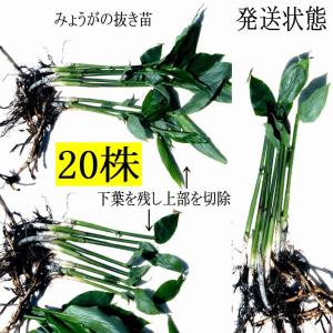 【発送中！】翌日〜3日で着！天然茗荷・みょうが・ミョウガの地下茎・栽培♪苗20株