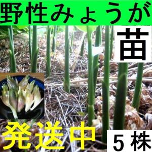 黒部産 天然の冥加 みょうが ミョウガ 元株付きの発芽地下茎 5本