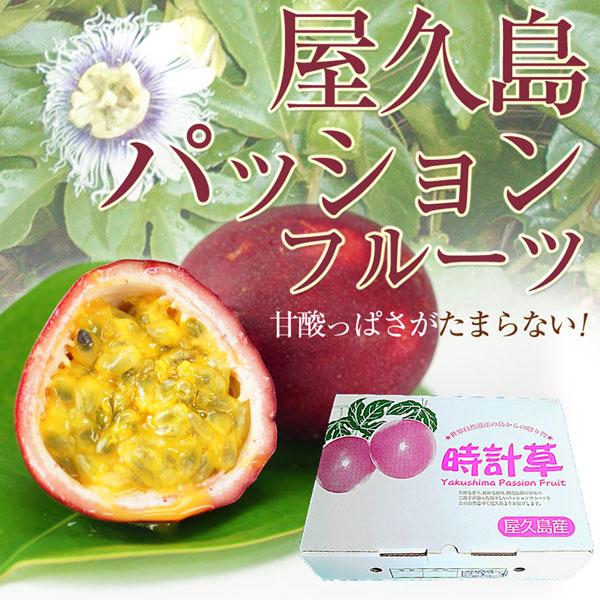 【予約商品】屋久島産 パッションフルーツ 1.2Kg（L玉11個〜12個）  産地直送