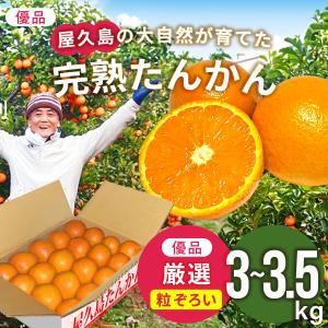 鹿児島県産 JA種子屋久 屋久島のたんかん 約2.8キロ MからSサイズ (22
