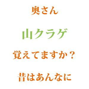 山くらげ 乾燥 100g×2袋 200g 無農...の詳細画像1
