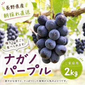 ぶどう 種無し巨峰 約1.8kg /冷蔵便 送料無料 長野 産地直送 フルーツ 
