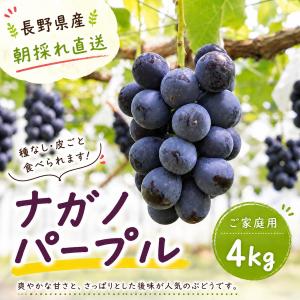 ぶどう 長野産 ”ナガノパープル” 訳あり 約5kg 大きさおまかせ ぶどう