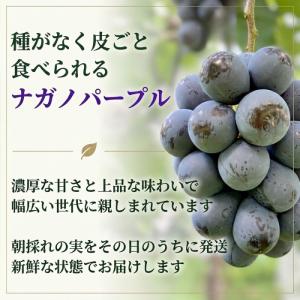 ナガノパープル 1kg 2房 種なし 皮ごと食...の詳細画像1