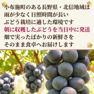 ナガノパープル 1kg 2房 種なし 皮ごと食...の詳細画像2