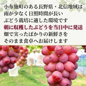 【家庭用】クイーンルージュ(R) 2kg 長野...の詳細画像2