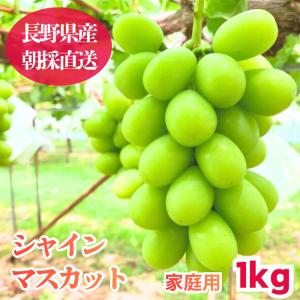 【家庭用】シャインマスカット 1kg 長野県産 ...の商品画像