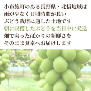 【家庭用】シャインマスカット 1kg 長野県産...の詳細画像2