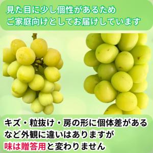 【家庭用】シャインマスカット 1kg 長野県産...の詳細画像3